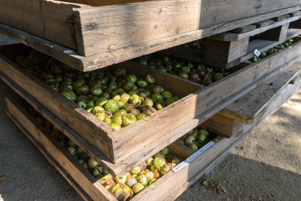 A finales de agosto se inicia el proceso de recolección de la fruta de nuestras camelias, cápsulas que albergan las semillas de las que se extrae el famoso Aceite de Camelia.