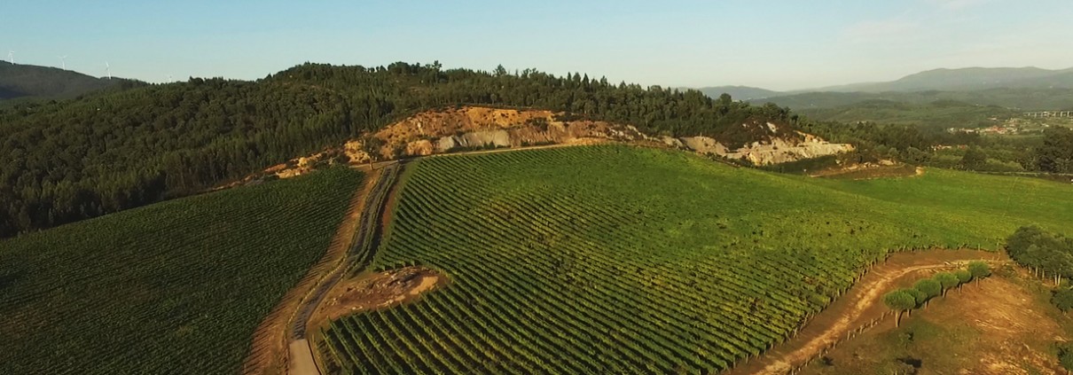 Viñedos del Pazo de Rubianes.