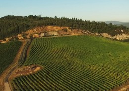 Viñedos del Pazo de Rubianes.