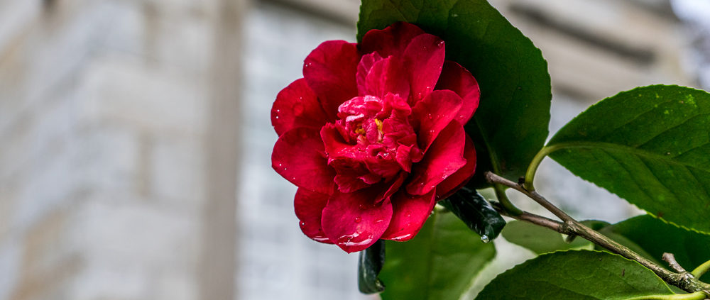 Camelias Pazo de Rubianes