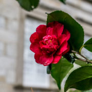 Camelias Pazo de Rubianes