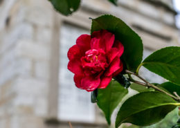 Camelias Pazo de Rubianes