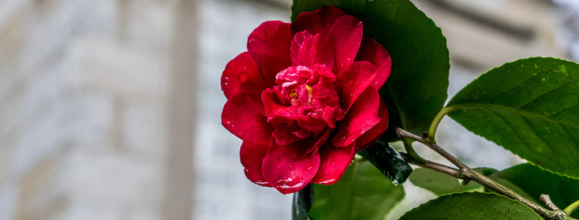 Camelias Pazo de Rubianes