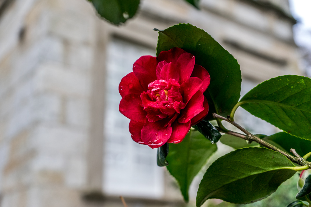 Orígenes e historia de la camelia - Pazo de Rubianes