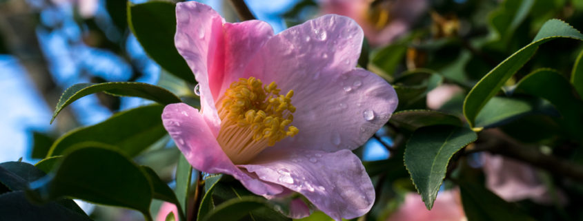 Leyendas sobre las camelias