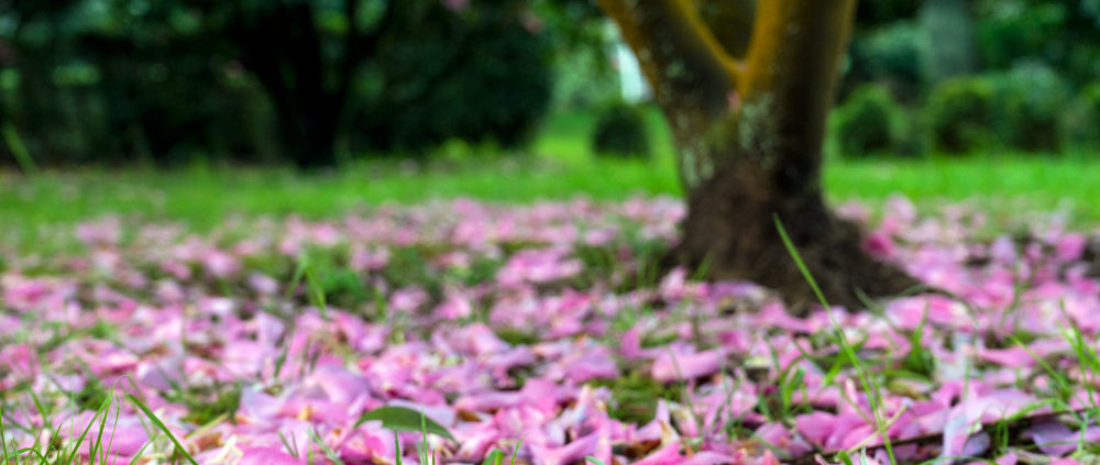 Leyendas sobre las camelias