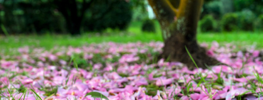 Leyendas sobre las camelias