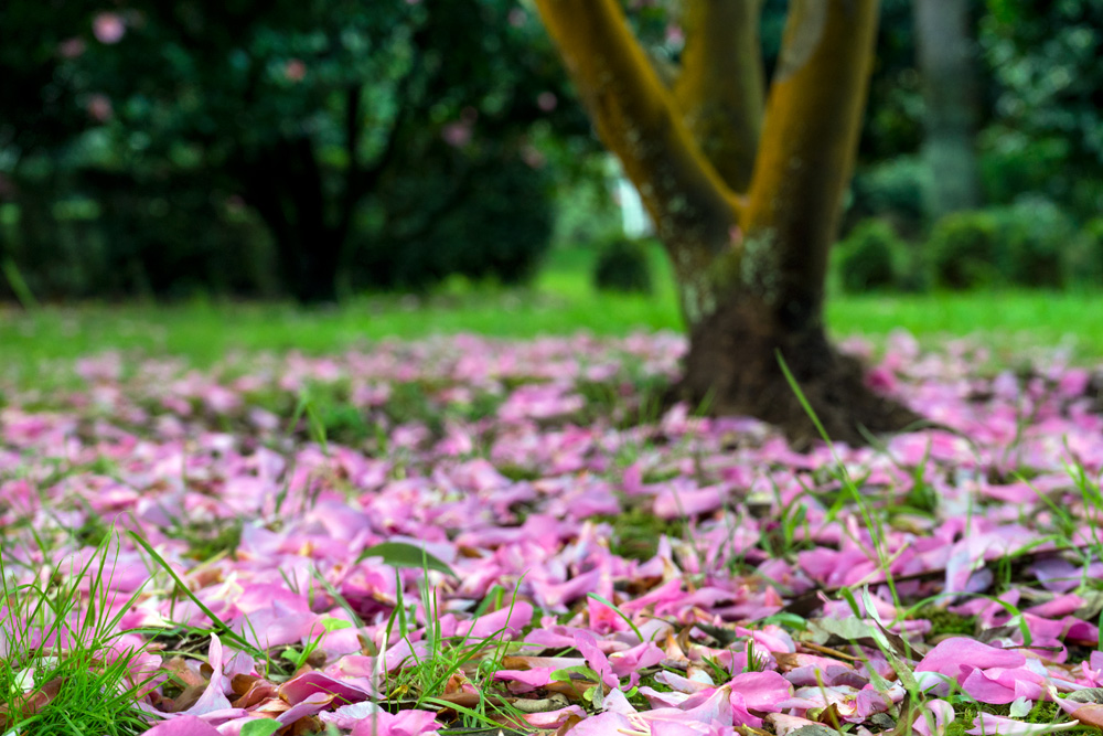 Las leyendas sobre las camelias y su lenguaje en el mundo de las flores.