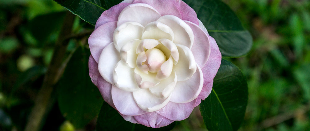 Camelias Pazo Rubianes