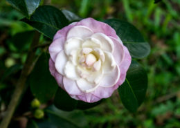 Camelias Pazo Rubianes