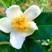 Camelia Siniensis