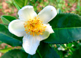 Camelia Siniensis