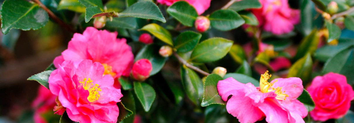 Camellia sasanqua