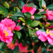 Camellia sasanqua