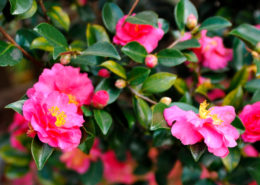 Camellia sasanqua