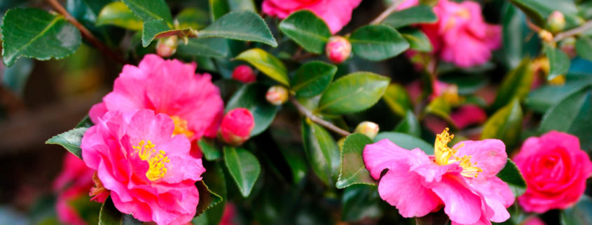 Camellia sasanqua